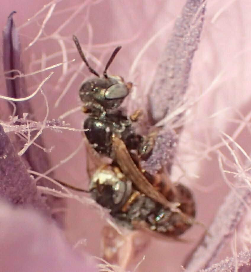 High Resolution Perdita californica Mating